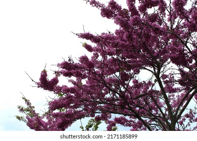 photo of shiny pink flowers at tree branches, the harbinger of spring up the blue sky - Shutterstock ID 2171185899