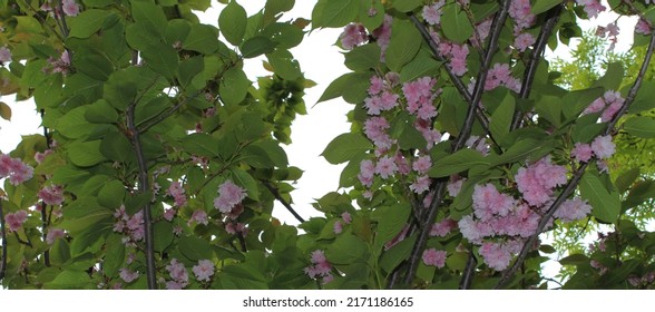 photo of shiny pink flowers at tree branches, the harbinger of spring - Shutterstock ID 2171186165