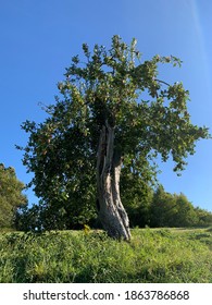 Photo Shoot Of An Apple Tree In Westchester County NY