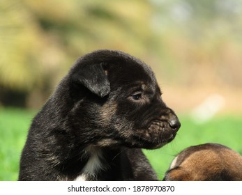 photo shoot of cute puppies. - Shutterstock ID 1878970870