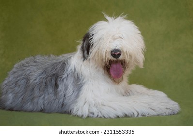 Photo shoot of a Old English Sheepdog (Bobtail) dog against a green background