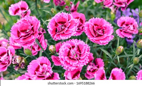 Photo Shot Japanese Carnation Flowers Stock Photo 1695188266 | Shutterstock