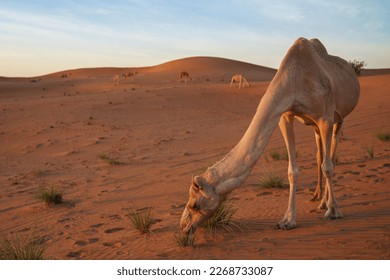 Photo shot in Sharjah during summer time as we saw a few camels resting in the middle of Mleiha desert.