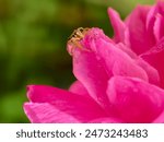 The photo showed a small yellowish jumping spider on a petal of red flowers with blur green-dark background 