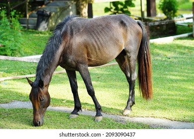 The photo showing is a common horse which is a hoofed herbivorous mammal of the family Equidae and widely used as a draft animal, and riding on horseback was one of the chief means of transportation.