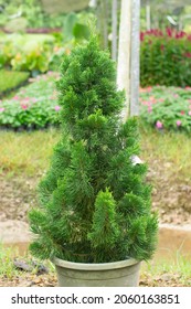 The Photo Showing Is Cypress Tree In The Pot. True Cypress Trees Have Soft, Feathery Evergreen Foliage And Produce Cones That Look Like Large Acorns.