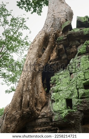 A photo showing the detail and texture of one of the famous spung trees at the Ta Prohm temple site. Eroded bas reliefs can be seen carved into the weathered sandstone. 