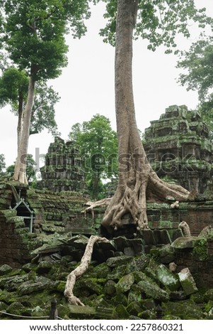 A photo showing the famous but also destructive spung trees at the Ta Prohm temple site. The metal supports within the stone ruins have been installed as part of the ongoing conservation project. 