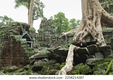 A photo showing the famous but also destructive spung trees at the Ta Prohm temple site. The metal supports within the stone ruins have been installed as part of the ongoing conservation project. 