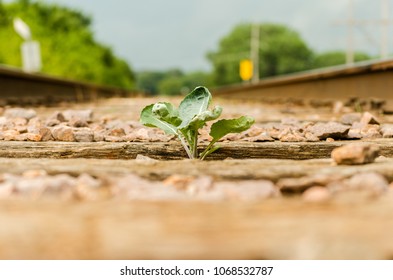 A photo showing the resilience of nature in an urban setting.  This plant chose the middle of a railroad track to sprout up.   - Powered by Shutterstock