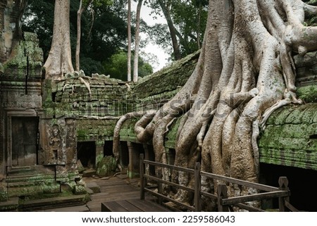 A photo showing the roots of one of the famous spung trees at Ta Prohm climbing down from the roof. A wooden walkway has been installed as part of conservation efforts, stopping tourists climbing up. 