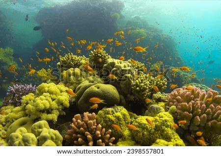 A photo showing under the sea with orange fish that is above the green crate coral that looks very beautiful.