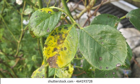 photo shows a close up of some leaves of roses infected by blackspot fungus - Powered by Shutterstock