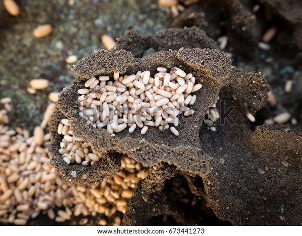 photo shows a closeup of an ants nest; worker ants\
are trying to hide the\
pupae