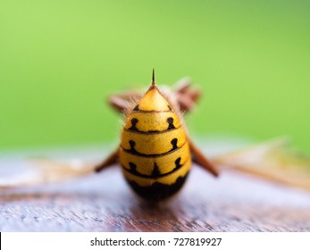 Photo Shows A Closeup Of A Hornet Sting