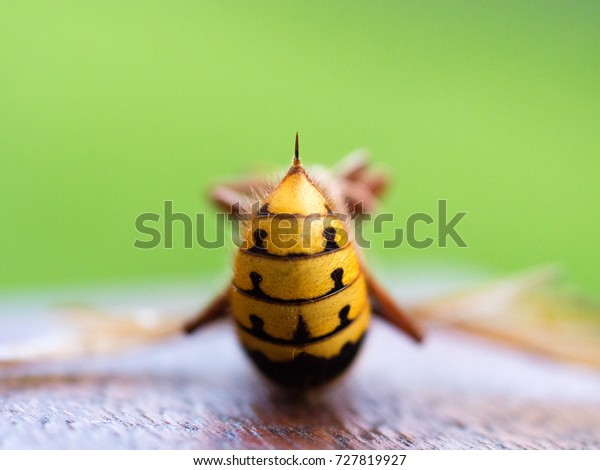 photo shows a closeup
of a hornet sting