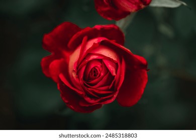 The photo shows a close-up of a red rose in full bloom with detailed petals and water droplets. The rich red color stands out against the blurred dark green background highlighting the flower's beauty - Powered by Shutterstock