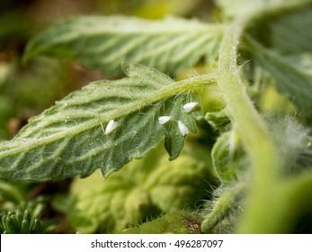 Photo Shows A Colony Of Whiteflies Sucking On A Tomato Leaf