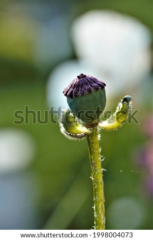 Similar – Image, Stock Photo And once again the three friends…