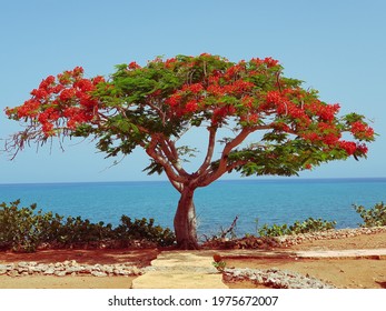 The Photo Shows An Exotic Freestanding Tree. It Grows On The Caribbean Island. The Exotic Plant Blooms With Red Flowers. It Has Little Foliage Due To The Tropical Climate.