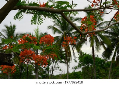 The Photo Shows An Exotic Freestanding Tree. It Grows On The Caribbean Island. The Exotic Plant Blooms With Red Flowers. It Has Little Foliage Due To The Tropical Climate.