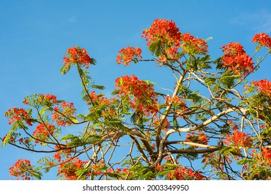 The Photo Shows An Exotic Freestanding Tree. It Grows On The Caribbean Island. The Exotic Plant Blooms With Red Flwers. It Has Little Foliage Due Too The Tropical Climate.