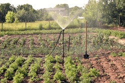 The Photo Shows The Moment Of Watering Vegetables In The Garden With A Primitive Irrigation Device.