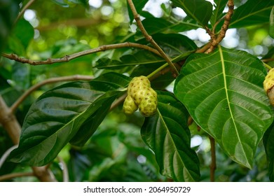 The photo shows a noni fruit hanging from a tree. The morinda tree is exotic and native to the tropics. Glossy dark green leaves and exotic tree fruit are visible.