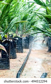 Photo shows oil palm seedlings receiving water from a sprinkler system in Borneo, Malaysia.