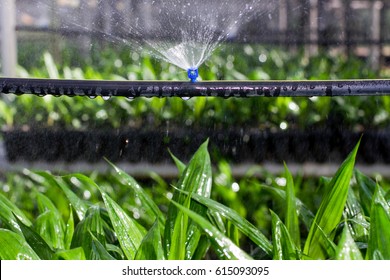 Photo shows oil palm seedlings receiving water from a sprinkler system in Borneo, Malaysia.