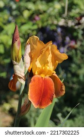 The Photo Shows An Orange Iris Flower.