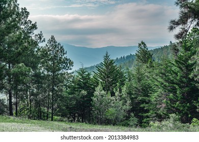 Photo shows a rainforest with various types of trees. The image shows the jungle growing in the mountains at an altitude of 2000 meters. So you can see one pine tree with huge hanking moss.