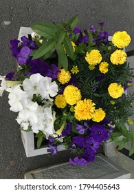 The Photo Shows A Rectangular Flowerbed With White, Yellow And Blue Flowers.