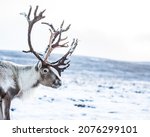
The photo shows a reindeer in the middle of a snowy landscape