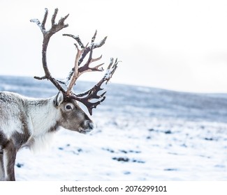 
					The photo shows a reindeer in the middle of a snowy landscape
