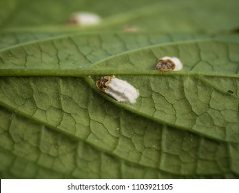 アリマキ High Res Stock Images Shutterstock