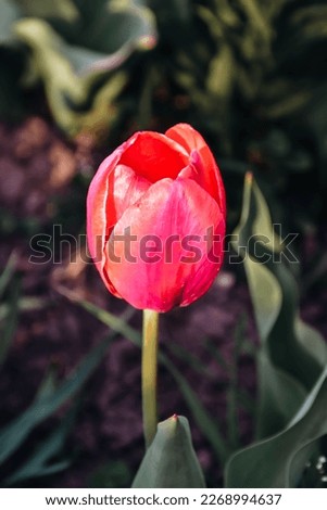 Similar – Red Tulip Tulip blossom