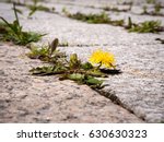 photo shows some weeds growing on a courtyard (dandelion and grass)