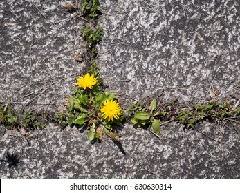 photo shows some weeds growing on a courtyard (dandelion and grass)