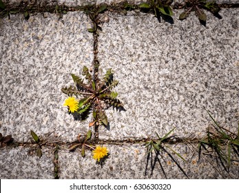 photo shows some weeds growing on a courtyard (dandelion and grass)