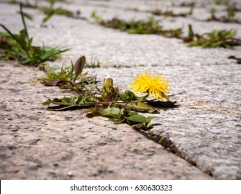 photo shows some weeds growing on a courtyard (dandelion and grass) - Shutterstock ID 630630323
