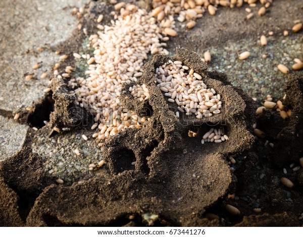 photo shows a top view of a ants\
nest; ants are organizing their pupae and young\
offspring