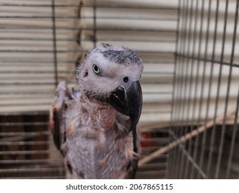 Photo Sick Parrot Lose Feathers