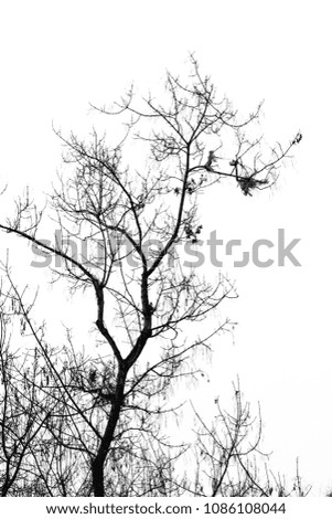 Similar – Image, Stock Photo be free Deciduous tree