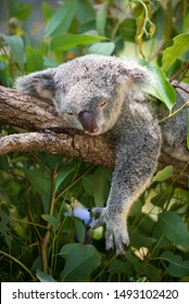 The photo of sleeping koala