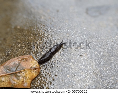 photo of a small animal leech slithering around