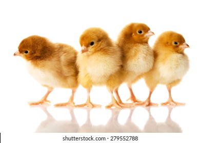 Small Chicks
