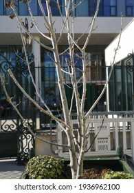 Photo Of A Small Himalayan Birch Tree