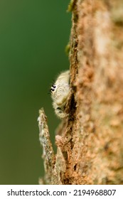 Photo Small Spider (Hyllus) Stock Photo.