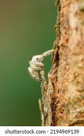 Photo Small Spider (Hyllus) Stock Photo.